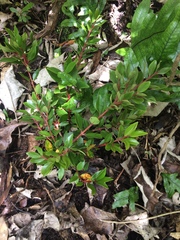 Metrosideros robusta