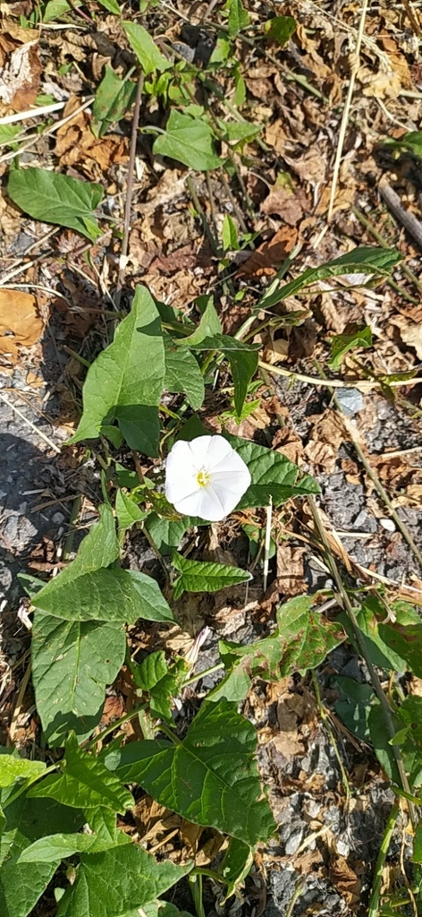 field bindweed from Карпинск, Свердловская обл., Россия on June 27 ...