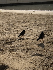 Acridotheres tristis