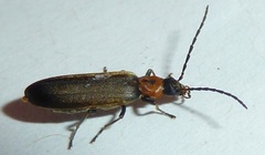 Ischnomera discolor