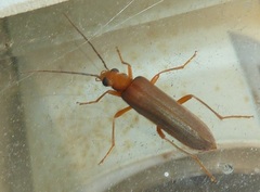 Nacerdes testacea