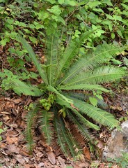 Dioon