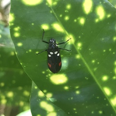 Callitettix versicolor