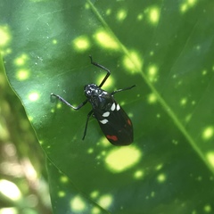 Callitettix versicolor