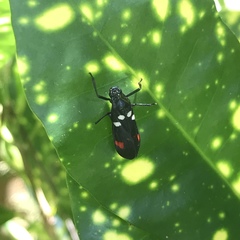 Callitettix versicolor