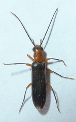 Xanthochroina bicolor