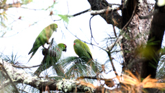 Rhynchopsitta terrisi