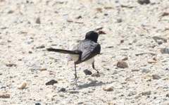 Birrima varians