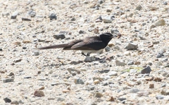 Birrima varians