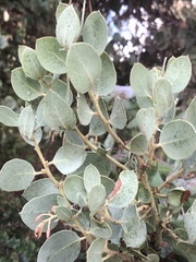 Arctostaphylos viscida mariposa