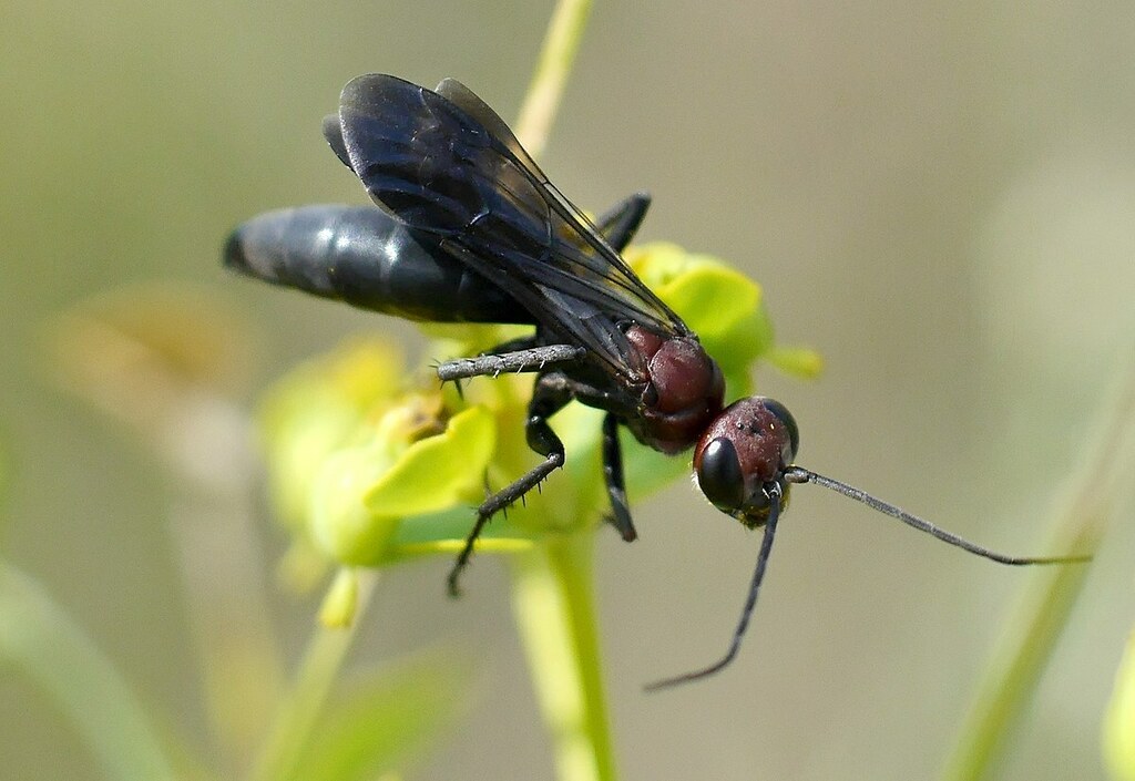 Agenioideus dichrous