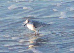 Calidris alba