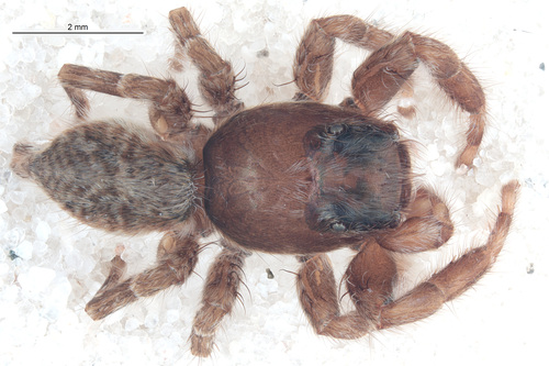 Menemerus taeniatus, Balearen, Spanien, photo 10 of 10
