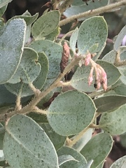 Arctostaphylos viscida mariposa