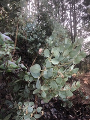 Arctostaphylos viscida mariposa