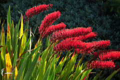 Xeronema callistemon