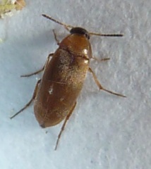 Anaspis duryi
