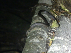 Cacophis squamulosus