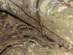Cacophis squamulosus