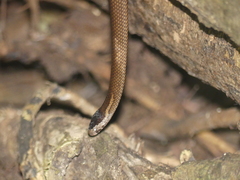 Cacophis squamulosus