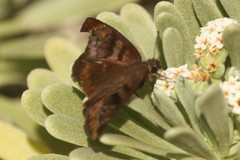Ephyriades zephodes