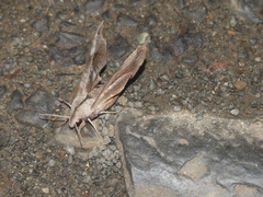 Coequosa australasiae
