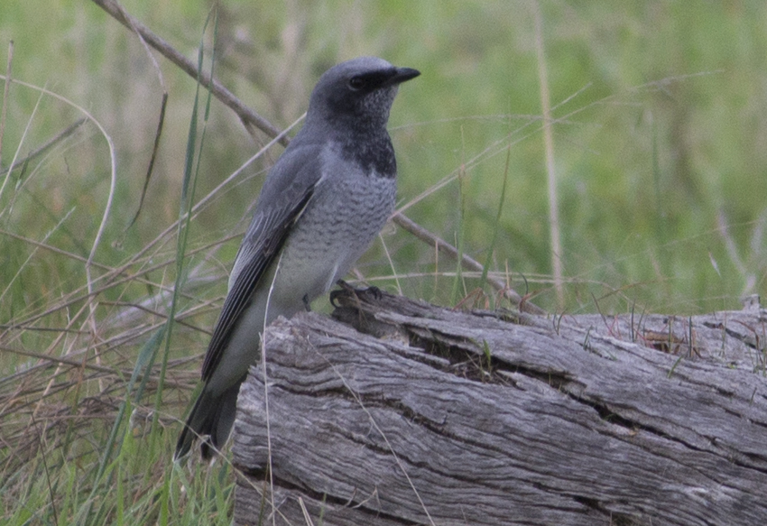 white-bellied-cuckooshrike-in-june-2023-by-kerrie-jennings-dark-morph
