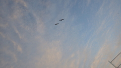 Pelecanus occidentalis