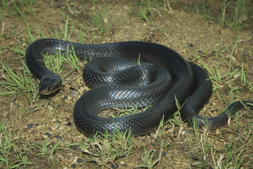 Papuan Black Snake