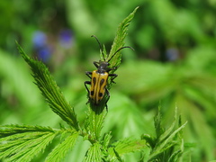 Brachyta interrogationis