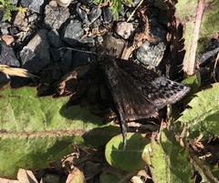Erynnis icelus image