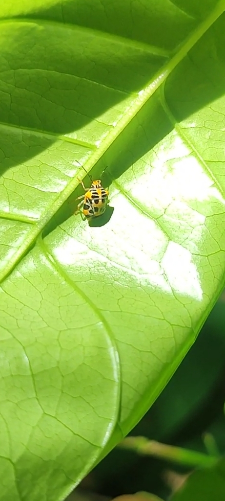 Otantestia modificata