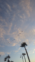 Pelecanus occidentalis