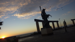 Pelecanus occidentalis