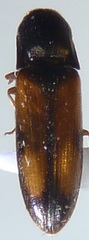 Idolus occidentalis