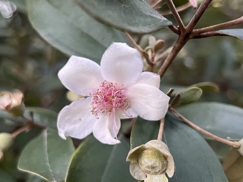 Rhodomyrtus tomentosa