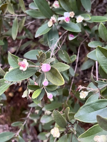 Rhodomyrtus tomentosa