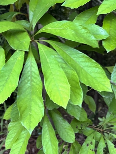 Meliosma rigida iNat (1)