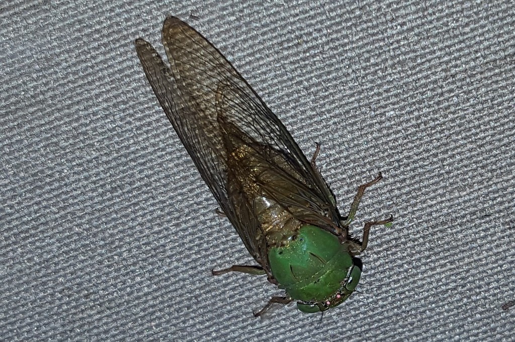 Carineta spoliata