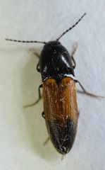 Ampedus apicatus