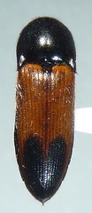 Ampedus apicatus