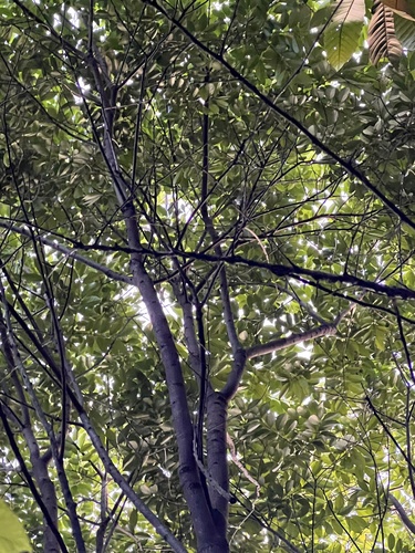 Diospyros morrisiana iNat (2)