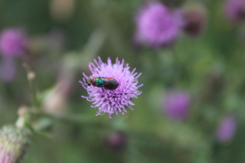Hedychrum rutilans, 5977 Evertsoord, Netherlands, photo 10 of 10