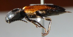 Ampedus apicatus