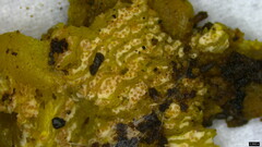 Hypomyces tremellicola