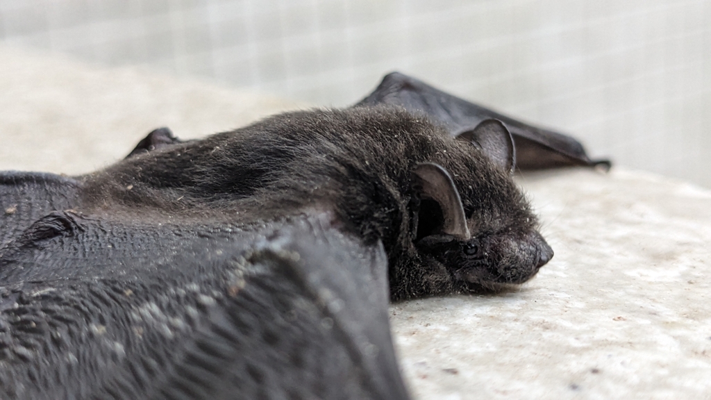 Chinese Pipistrelle