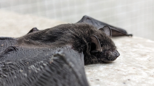 Chinese Pipistrelle