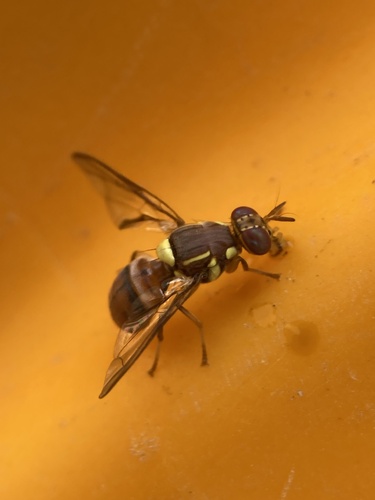 Oriental Fruit Fly
