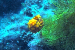 Pyura gibbosa