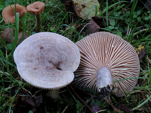 Lactarius flexuosus Gray